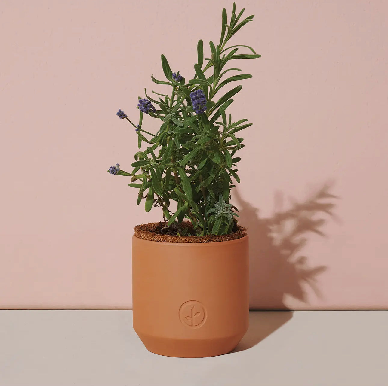 Tiny Terrecota Garden