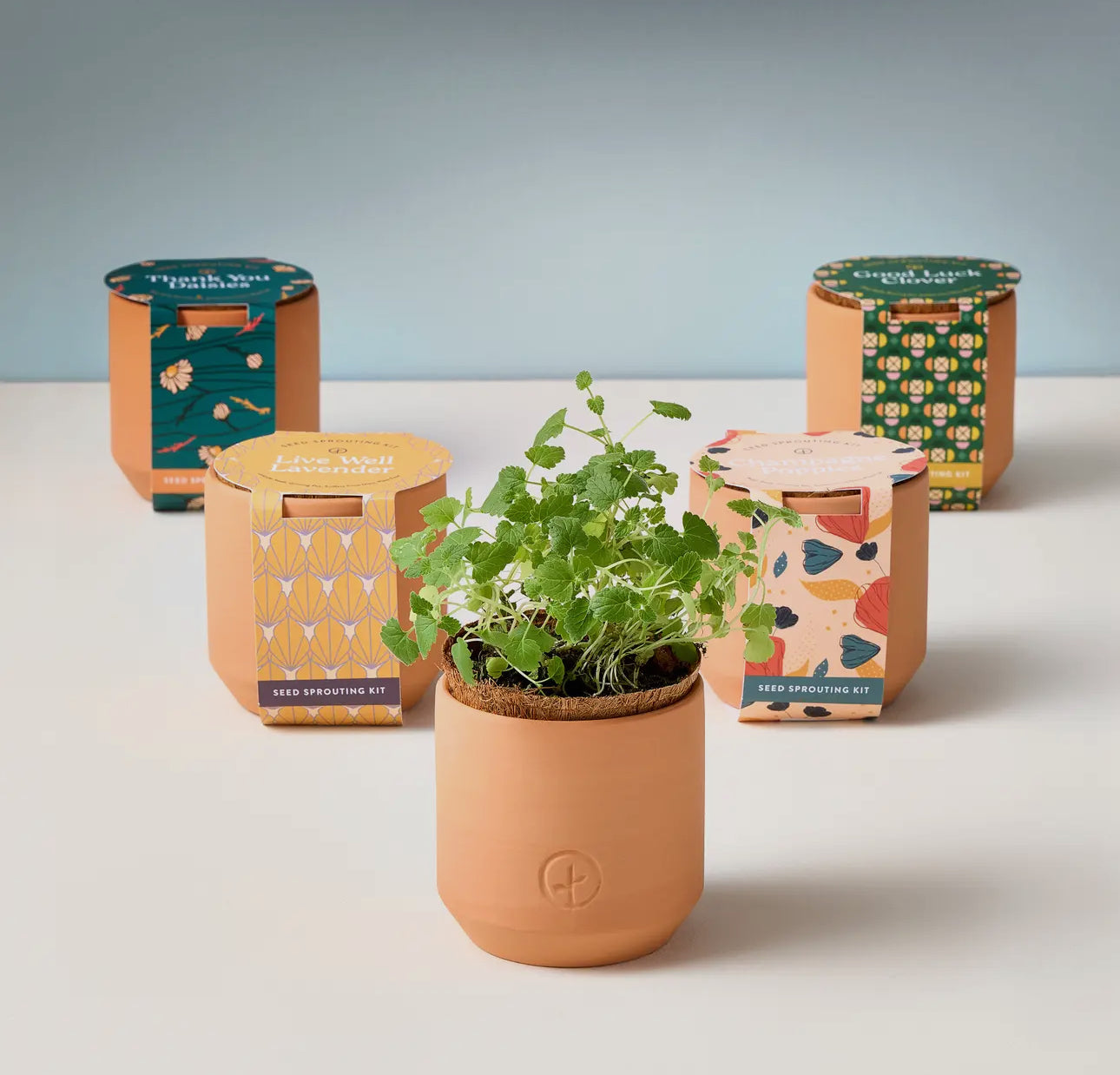 Tiny Terrecota Garden