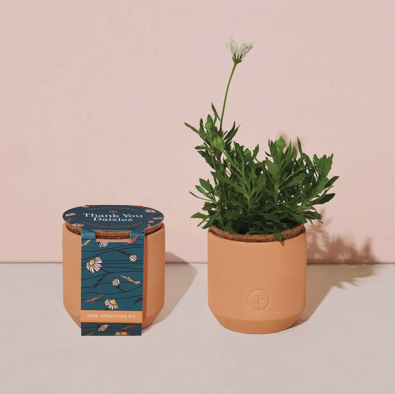 Tiny Terrecota Garden